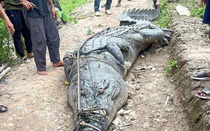 Người dân bắt được cá sấu khổng lồ dài 7 mét, nặng gần 1 tấn dưới sông
