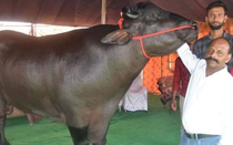 Con trâu màu đen giá 70 tỷ, anh nông dân vẫn "chưa ưng bán"