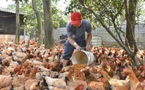 Hà Nội ủy quyền giải quyết thủ tục hành chính trong lĩnh vực nông nghiệp