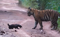 Lửng mật đối đầu hổ dữ ở giữa đường và cái kết bất ngờ