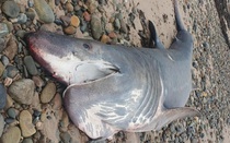 Cá mập khổng lồ liên tiếp dạt vào bờ gây xôn xao