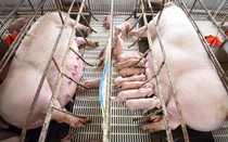 Giá thịt heo giảm, doanh nghiệp chăn nuôi lộ rõ bức tranh tài chính trái chiều