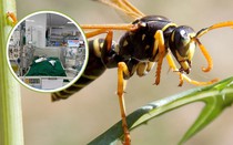 Bị ong vò vẽ đốt, bé gái 9 tuổi nguy kịch