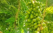 Thứ quả chua gắt xưa rụng đầy gốc không ai ngó, nay thành món đặc sản khoái khẩu, nhiều công dụng