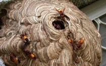 Hai cha con tử vong, bác sĩ sốc nặng khi phát hiện sự thật đáng sợ