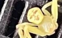 Xuất hiện "nhện mặt người" gây xôn xao cộng đồng mạng