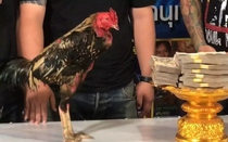 Con gà chọi được trả 2,3 tỷ đồng, chủ gà liền đồng ý bán
