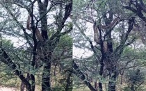 Nhìn lên cây, du khách chứng kiến cảnh tượng nổi da gà