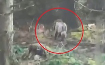 Tài xế xe tải phát hiện "sư tử" lang thang trong rừng và sự thật bất ngờ