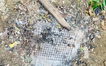 Ăn thử món lạ, người đàn ông trả giá bằng mạng sống