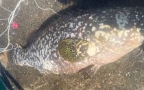 Người đàn ông câu được con cá mú khổng lồ nặng 80kg