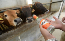 Người đàn ông trộm 10 con bò của hàng xóm bán lấy tiền tặng "gái lạ" và cái kết