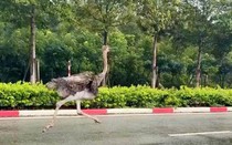 Chim đà điểu cao gần 2m chạy rông gây náo loạn khu công nghiệp