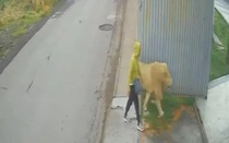 Sư tử thoát khỏi chuồng gây náo loạn thị trấn