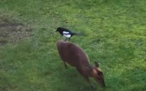 Khoảnh khắc hiếm thấy về cuộc gặp gỡ giữa hai loài động vật khác biệt