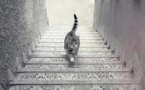 Ảo ảnh con mèo trên cầu thang, tiết lộ bạn là người lạc quan hay bi quan