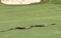 Kinh hoàng rắn độc khổng lồ xuất hiện trên sân golf, chuyên gia tiết lộ sự thật gây sốc