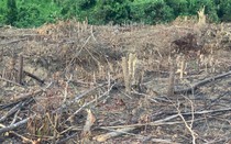 Quảng Bình: Huyện ra văn bản ngăn chặn, xử lý triệt để tình trạng phá rừng