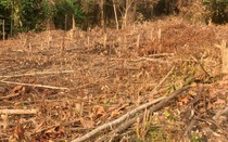 Một người bị phạt 37,5 triệu đồng vì phá rừng trái pháp luật