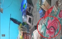 Nam thanh niên tử vong khi bị rắn hổ mang cắn trong lúc ngủ