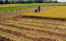 Thủ tục gia hạn sử dụng khi hết thời hạn sử dụng đất theo quy định mới nhất