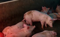 Đột xuất kiểm tra, phát hiện vi phạm tại cơ sở chăn nuôi ở Đà Nẵng