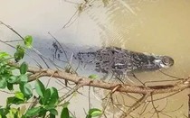 Cá sấu xuất hiện dưới kênh ở Long An, chính quyền phát đi cảnh báo khẩn
