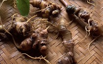 "Đại gia ô tô" THACO lấn sân dự án sản xuất Sâm Ngọc Linh quy mô lớn