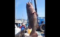 Bắt được cá mú nặng 102kg, ngư dân liền bán với giá 60 triệu đồng