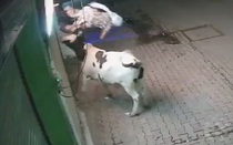 Bò bất ngờ nổi điên, húc người phụ nữ văng lên không trung