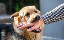 Bé trai ở Đắk Lắk bị chó cắn nhiều lần nhưng không tiêm phòng, tử vong nghi do bệnh dại
