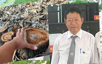 Vụ gần 2,6ha rừng phòng hộ ven biển bị đốn hạ ở Huế: Có dấu hiệu hình sự