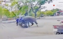 Trâu "điên" húc gãy xương sườn người đi đường và trách nhiệm pháp lý của chủ trâu