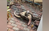 Nhìn ra vườn, người phụ nữ chứng kiến cảnh tượng hãi hùng