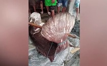 Ngư dân bắt được con cá mú khổng lồ nặng 167 kg trên biển