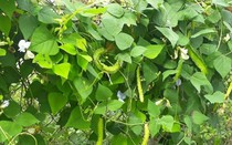 Thứ từng là "thức ăn cho lợn" nay có giá đắt đỏ, 1 triệu đồng/kg, ở Việt Nam trồng bạt ngàn