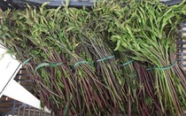 Loại rau dại từng không ai "ngó" đến, nay thành đặc sản 39 triệu đồng/kg