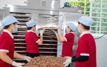 Áp dụng tiêu chuẩn VietGAP giúp mắc ca tăng giá bán từ 10 – 20% so với sản xuất thông thường