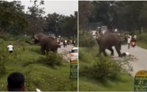 Người đàn ông bị voi dữ rượt đuổi, giẫm đạp lên người và cái kết