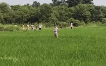 Đang làm ruộng, người đàn ông 65 tuổi bị hổ dữ vồ tử vong