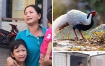 Góc nhìn pháp lý vụ người đàn ông Nghệ An bị phạt 6 năm tù khi nuôi 13 con gà lôi