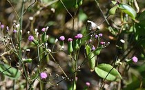 Rau dại có tên "dài dằng dặc", ở quê mọc um tùm, hái bán là "kiếm bộn tiền"
