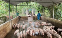 Nguy cơ dịch tả lợn châu Phi lan rộng ở Hà Tĩnh vì người dân vứt xác lợn bừa bãi