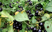 Quả dại ven đường xưa không ai "ngó" nay có giá đắt đỏ, gần 1 triệu/kg, ở Việt Nam mọc um tùm