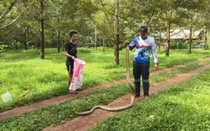 Bắt sống rắn hổ mang chúa khổng lồ nặng 8kg trong vườn sầu riêng