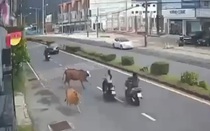 Bò hoang đột ngột lao sang đường, "hạ gục" 2 người đi xe máy