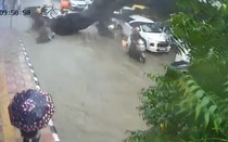 Cây xanh bất ngờ bật gốc, đè trúng hai cha con đi xe máy