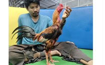 Con gà chọi được trả 5,2 tỷ đồng, người đàn ông liền đồng ý bán