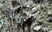 Loại lá đắt đỏ bậc nhất thế giới, 150 triệu đồng/kg, chỉ duy nhất Việt Nam sở hữu
