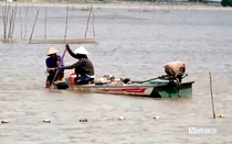 "Cần câu cơm" của nông dân miền Tây trên cánh đồng nước trắng